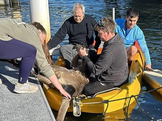 Rescue team transfers the kangaroo to dry land after several hours in the water. Picture: Facebook/Wildlife Rescue Queensland