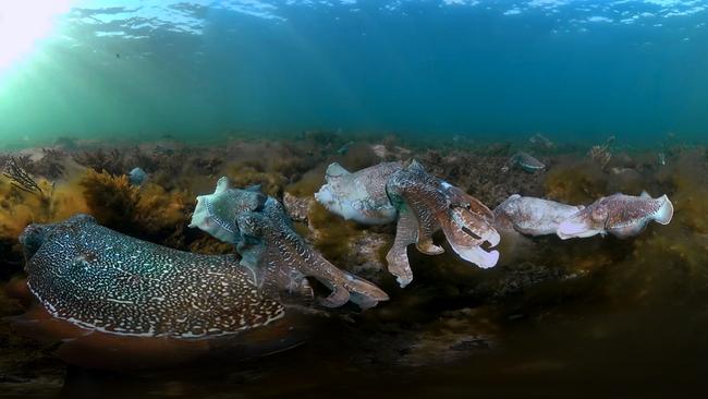 Giant Cuttlefish in the sanctuary zone in the Upper Spencer Gulf Marine Park. Picture: Carl Charter