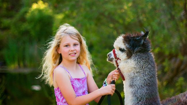 Make some furry friends at Mountview Alpaca Farm, on the grounds of O’Reilly’s Canungra Valley Vineyards.