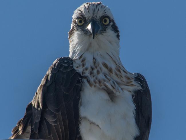 An Eastern Osprey. Picture: Steve Merrett