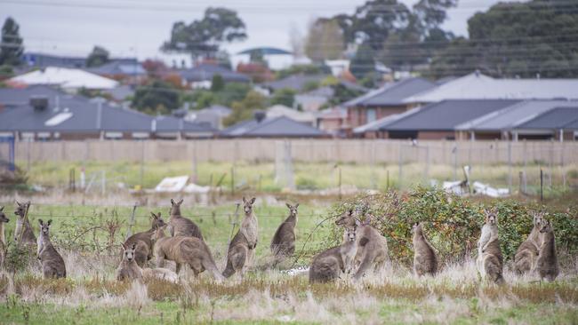 The mob of kangaroos has been trapped since Easter last year. Picture: Rob Leeson