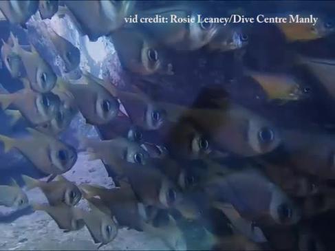 A catfish ball and other fish at Cabbage Tree Bay aquatic reserve