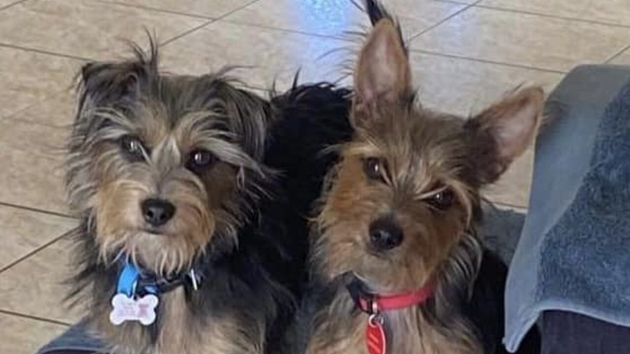 Boston and Junior: Leasa Fairlie's Father and son duo (3 and 1 year old) Silky Terrier x Mini Foxy pups.