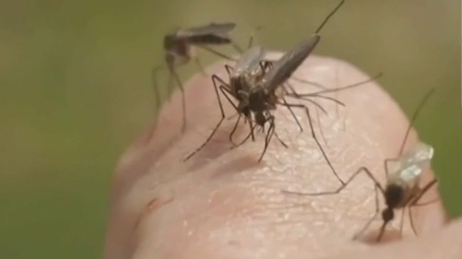 How to avoid mosquito bites this summer