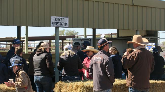 Hundreds turned up to see thousands of cattle sold at the Alice Springs Bohning Yard on July 4, 2024. Picture: Gera Kazakov