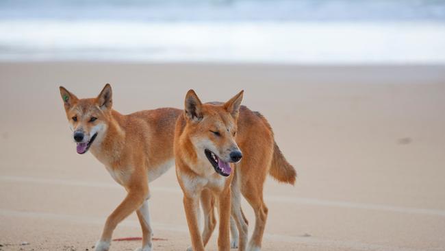 Fraser Island dingoes are active over the peak holiday period.