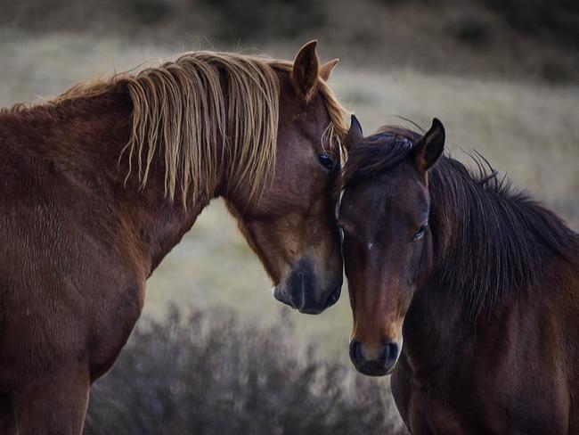 The controversial brumby cull plan has been shelved. Picture: Paul Mciver