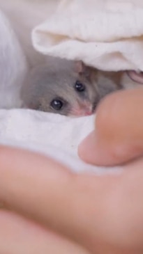 Locally extinct Eastern Pygmy Possum finds a home in Sydney Nature Refuge​