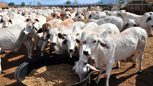 Australian producers sold $2.7bn worth of beef to China last year, or a quarter of the $10.8bn total export sales for the year, ­according to DFAT data. Picture: Wesley Monts