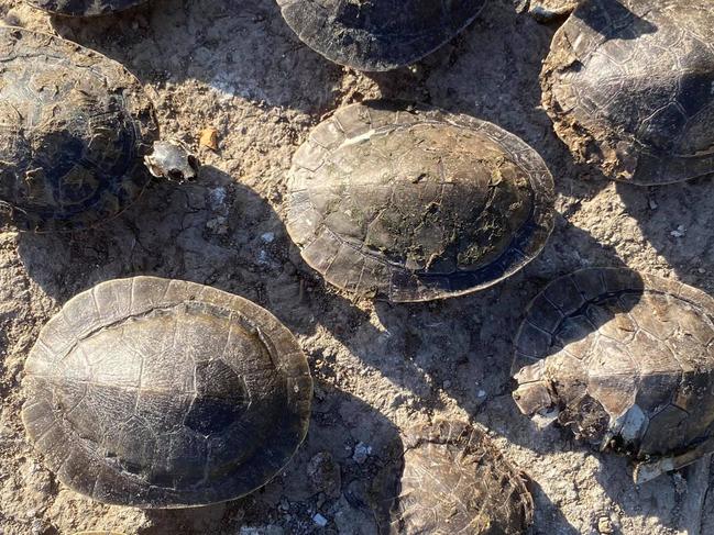 Please do NOT USE: Check with Jodie O'Brien first.These dead turtles were some of the several animals found at Freshwater Lake in Idalia, near Springside Terrace, in Townsville on October 18. Picture: Jake Goldring/Snakefella Wildlife Rescue