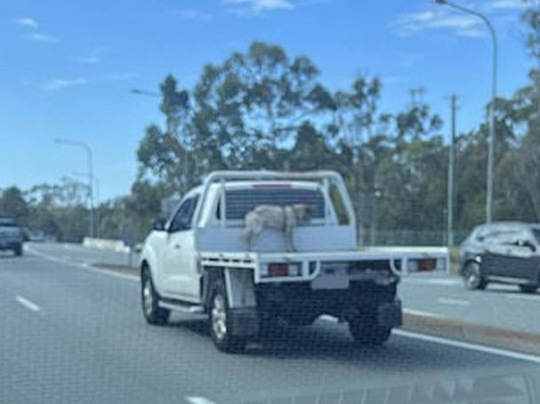 Tethering a dog to the back of a ute like this is legal, but has sparked dispute Picture: Reddit.