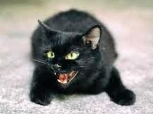 LUCKY CAT: Friday 13th can be a lucky day despite how many black cats you come across,. Picture: Supplied