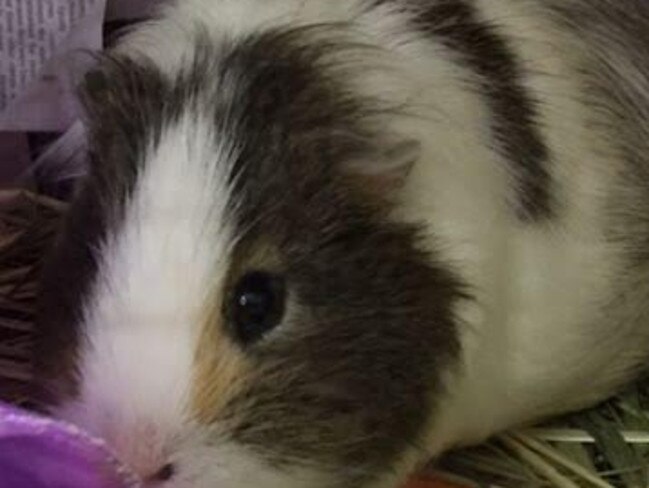 Meet Fluffy Bum the Guinea pig who is super friendly and loves his cuddles. RSPCA said his adoption price is $25.