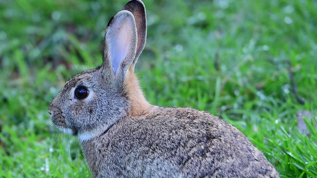 Rabbit calicivirus: RHDV1 K5 vials to be sent through the mail | The ...