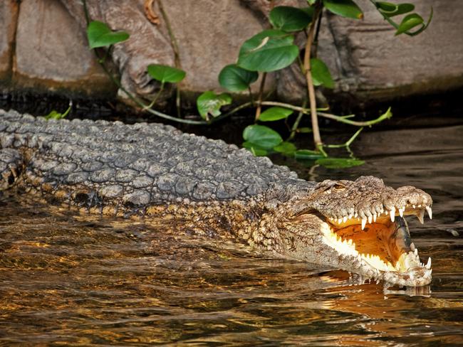 Big crocodile entering water with wide open mouth (jaws)