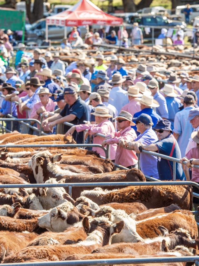 The Ensay Hereford feature sale attracted large crowds on Wednesday.