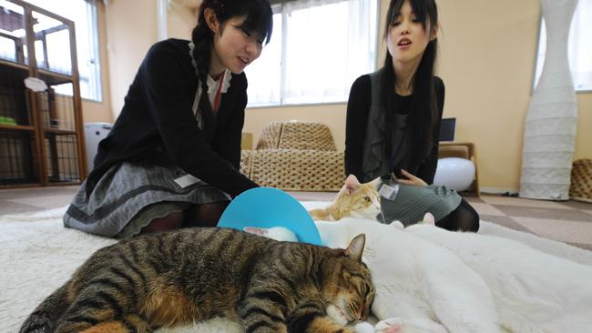 Japanese youths pat a cat at a Tokyo cafe. Picture: AFP PHOTO/Toru YAMANAKA