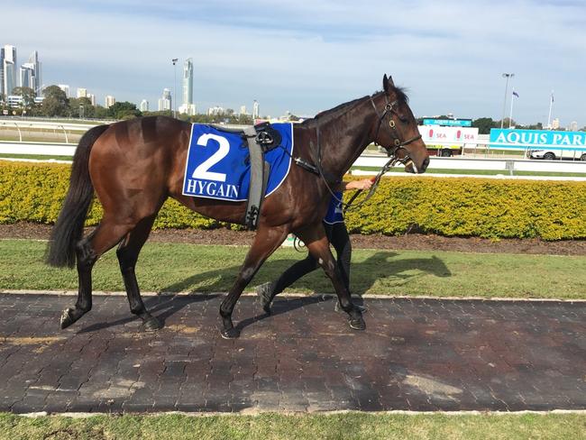 The Michael Costa-trained Malkara won the Aquis Park Class 2 Handicap (1200m) at the Gold Coast on Saturday, August 12. Photo: Supplied.