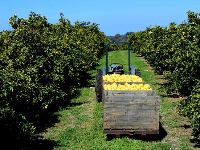 Promises of a new ag visa won’t help citrus growers just yet, who are about to enter their busiest harvest period.