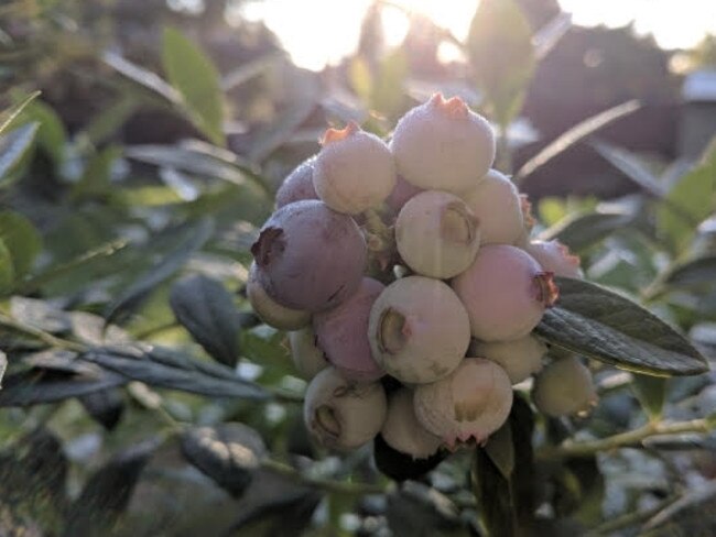 Liverpool Leader journalist Cindy Ngo took this photo — waiting for the summer harvest #SnapSydney 2018.