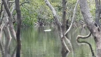 A woman filmed what appeared to be a crocodile near Amity Point on North Stradbroke Island.