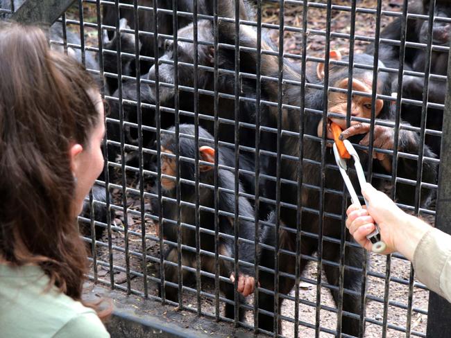 Capri and Gandali during feeding and training session