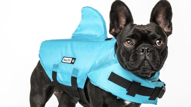 The shark lifejacket from Salty Pet Supply, worn by Penelope, the french bulldog.