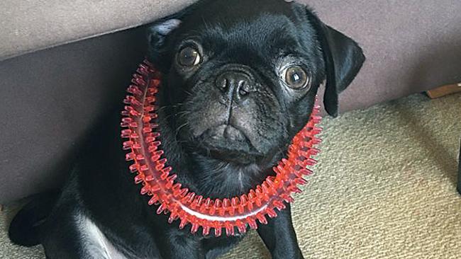 Where is Egg? The dog’s owner has been charged over making a false complaint, but police aren’t any closer to finding the allegedly stolen pug. Picture: NSW Police