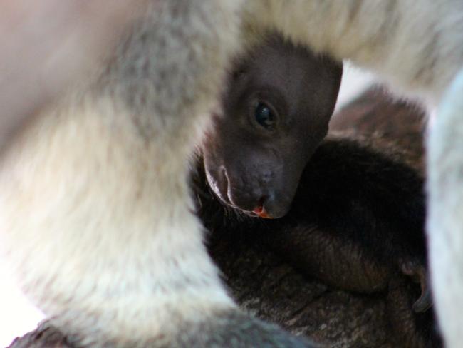 One of a kind ... Mupee, a rare Lumholtz tree kangaroo, is the first of her kind to be born as part of Dreamworld’s Australasian captive management program. Picture: Dreamworld