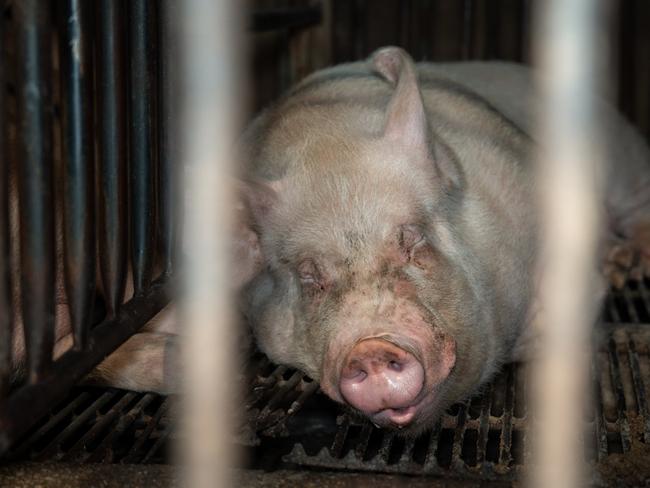 Pig industry leader David Wright is accused of pig cruelty despite speaking at a parliamentary inquiry last year. The footage, which was captured in the months following the inquiry hearings, shows sows confined to small cages on Mr Wrightâs farm with painful, infected pressure sores and debilitating wounds. The footage also shows dozens of stillborn piglets, as well as sick, weak and dying piglets suffering in farrowing crates