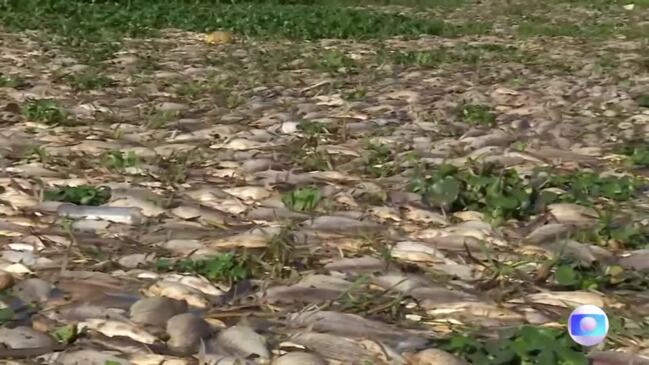 Thousands of dead fish blanket Brazil river