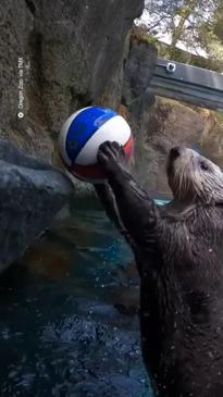 Rescued otter loves to slam dunk