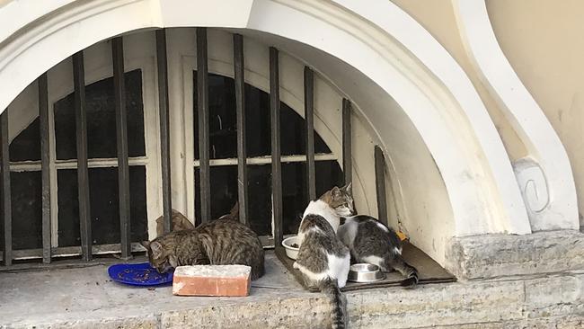 Some of the many cats that live at The State Hermitage Museum in St Petersburg. Picture: Elizabeth Fortescue