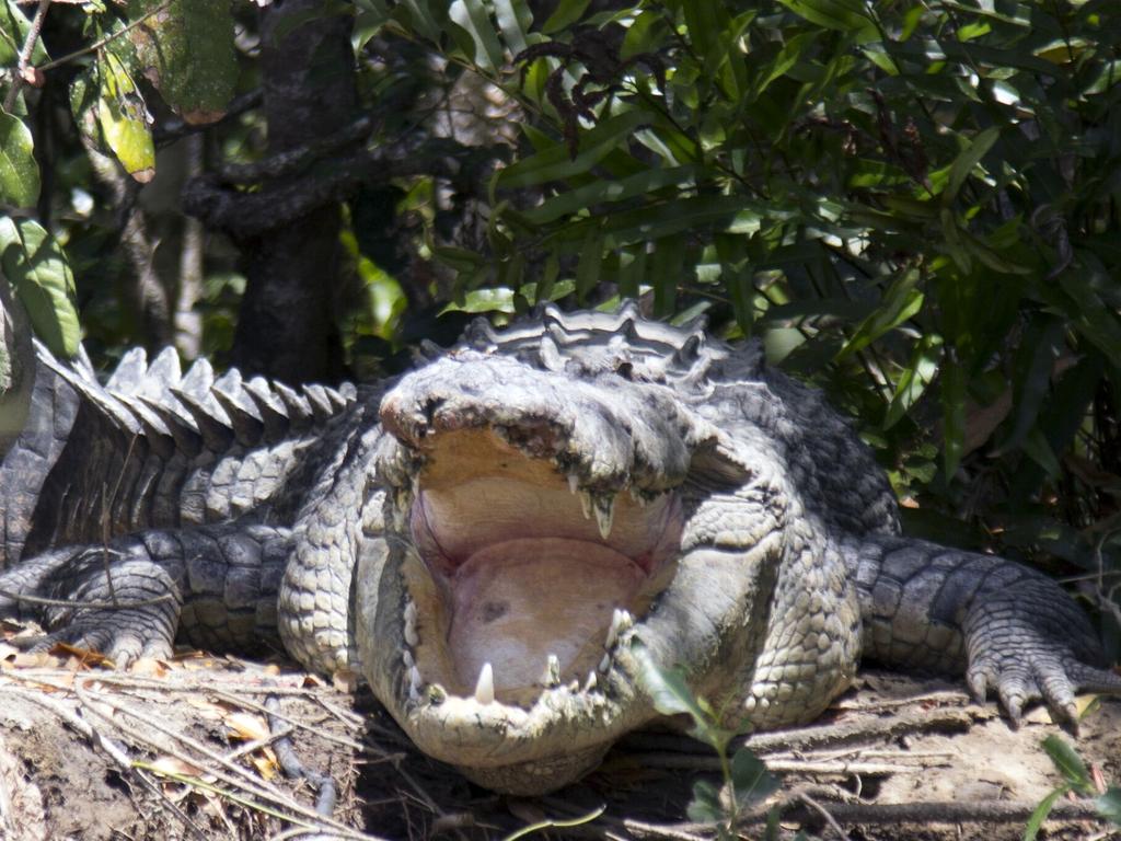 A young man who was spearfishing in East Arnhem was bitten by a crocodile on Tuesday morning. FILE PIC