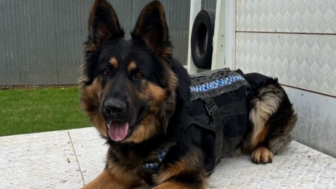 Police dog Chaos finds unlicensed suspect in Tranmere | The Advertiser