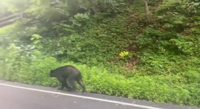 Black Bear Spotted Strolling in Gatlinburg | news.com.au — Australia’s ...