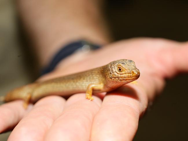 Little Aussie Battler animals at the Adelaide Zoo. Pygmy Blue Tongue lizard.