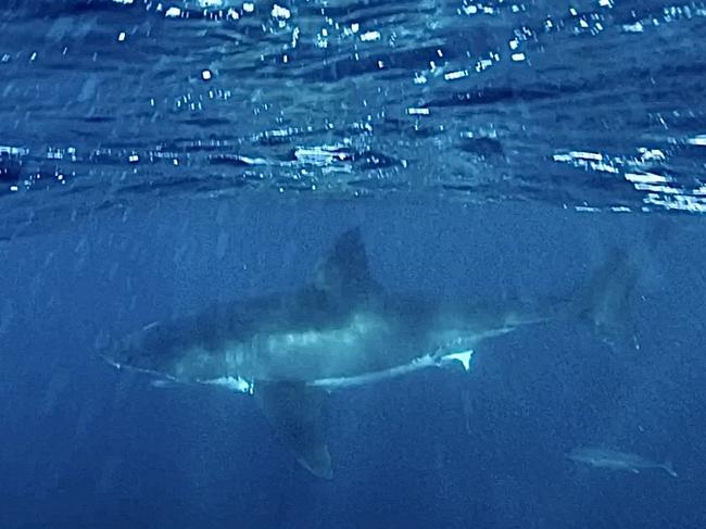 A father son duo were out fishing off 13th when they came face to face with the 5m great white shark "beast"