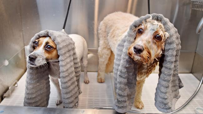 Pooches Rala &amp; Jasper relax during a luxury blueberry shampoo at The Fur Salon by Rufus &amp; Coco at Mosman