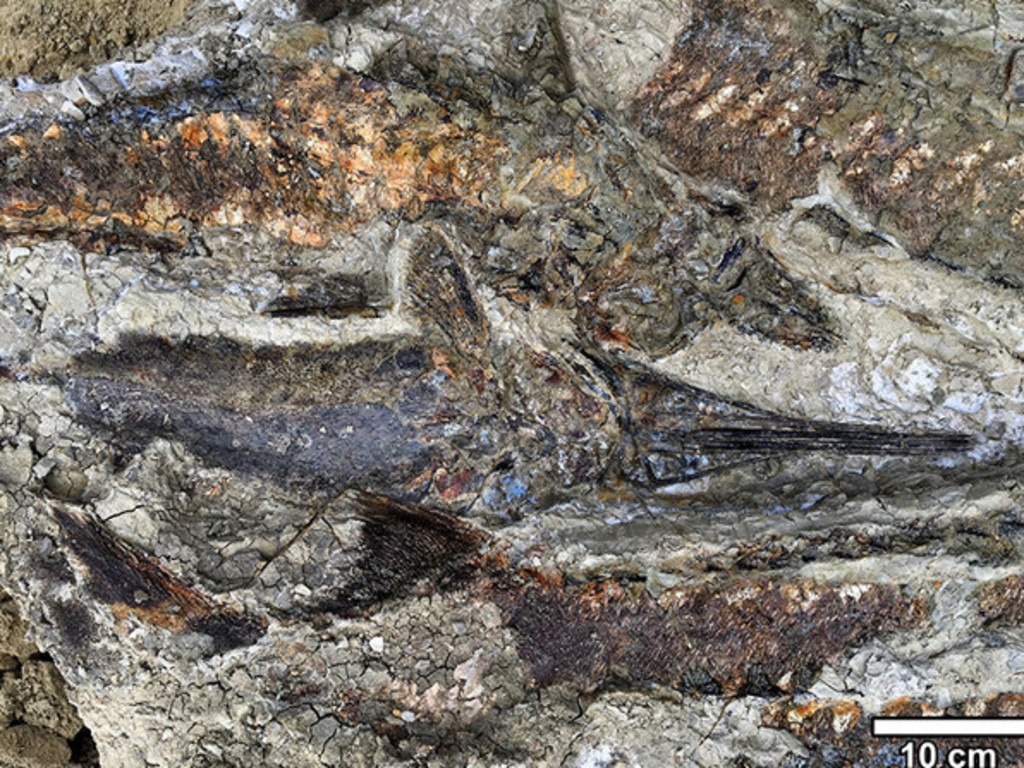 Fossil fish from the site. Picture: Robert DePalma