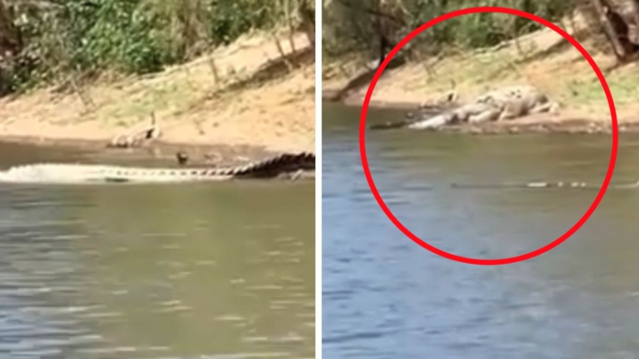 Killer croc on loose in Queensland