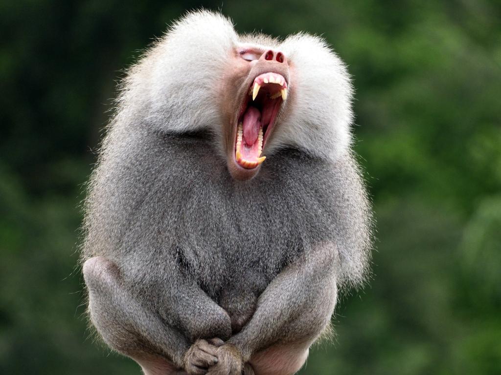 A male baboon is opening his mouth and showing his teeth istock image