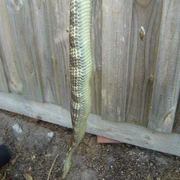 The snake managed to eat two budgies and kill another bird before being caught. Picture: Snake Catcher Victoria Australia/Facebook