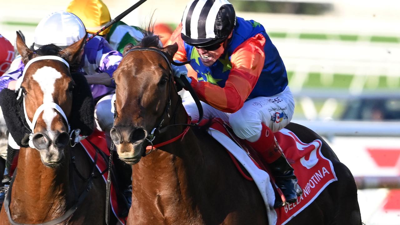 Group 1 fancy faces last minute vet examination