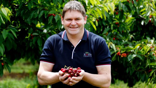 All set: Michael Rouget is with some of the first cherries of the season at Koala Cherries in Yarck. His Yarck farm will be part of the Victorian Cherry Trail this season. Picture: Chloe Smith