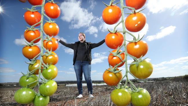 Melissa Webb on the family tomato farm at Murray Bridge. Picture: Tait Schmaal