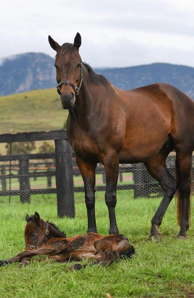 Sale of Winx’s first foal, Lot 391, smashes Australian auction record ...