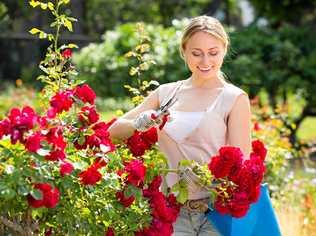 FUN IN YOUR DOWNTIME: If gardening makes you happy, it's time to get back out and smell the roses. Picture: Thinkstock