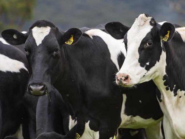 FOCUS DAIRY Matt and Alli ReidMatt and Alli Reid on their farm at Carlisle RiverPictured: Generic dairy farm. Generic dairy cows. Milk.PICTURE: ZOE PHILLIPS