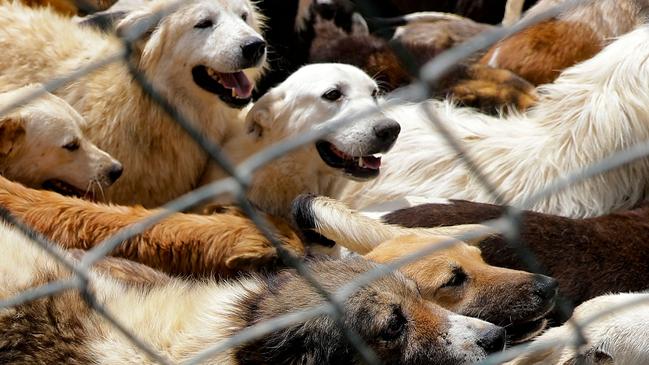 Rescued dogs are pictured at the Woof N'wags shelter on the outskirts of the village of Kfar Chellal, south of the Lebanese capital Beirut on April 30, 2021. - Tens of thousands of Lebanese have lost their jobs or seen their income reduced to a pittance due to Lebanon's worst economic crisis in decades. As many families struggle to stay afloat, activists say increasingly more pet owners are asking for help to feed or re-home their animals, selling them, or in the worst cases abandoning them. (Photo by JOSEPH EID / AFP)